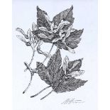 Martin Hasson - LEAF STUDY - Pen & Ink Drawing - 11 x 8 inches - Signed