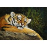 Pip McGarry, British b.1955- Tiger; oil on canvas, signed and dated 2015, 24.5x35.5cm, (ARR)