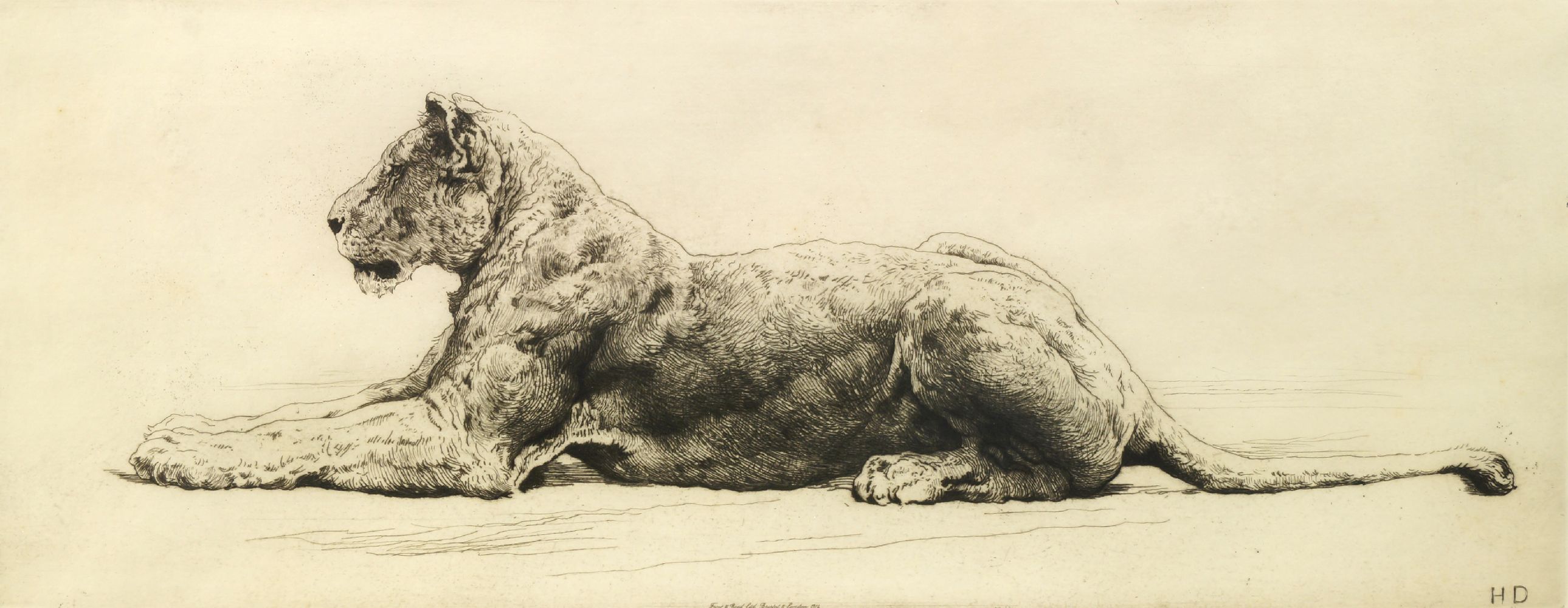 Herbert Thomas Dicksee RE, British 1862-1942- Study of a Lioness; etching, signed in pencil, publ by