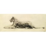Herbert Thomas Dicksee RE, British 1862-1942- Study of a Lioness; etching, signed in pencil, publ by