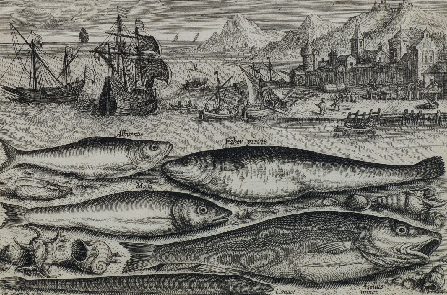 Adriaen Collaert, Flemish 1560-1618-Sprat, Dory, Mullet, Conger Eel and Juvenil Cod, four fish and