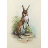 Norman Orr, British 1924-1993- Study of a Hare; watercolour, signed and dated 74, 34.2x24cm, (ARR)