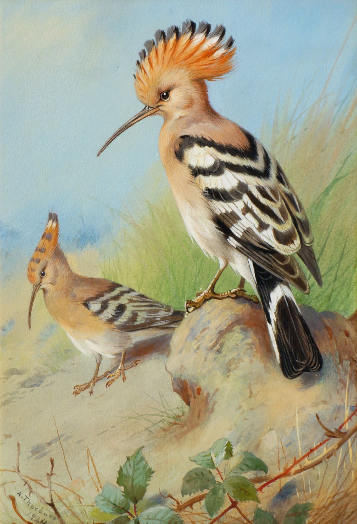 Archibald Thorburn FZS, Scottish 1860-1935- Hoopoes; watercolour and gouache, signed and dated 1924,