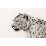 Stephen Walton, British, late 20th/early 21st century- Snow Leopard; charcoal, signed and dated