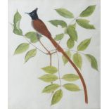 British School, early 19th century- Exotic bird perched on a branch; watercolour and gouache over