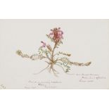 British School, late 19th/early 20th century- Botanical studies; watercolour on wove paper, fifty-