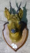 A taxidermy deer's head on shield