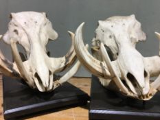 Two warthog skulls Each of typical form, mounted on a wooden display plinth.