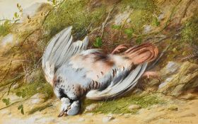 WILLIAM CRUICKSHANK (1848-1922) British Still Life of a Dead Pigeon Before a Mossy Bank Watercolour