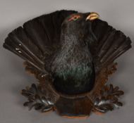 A half mounted taxidermy specimen of a capercaille Modelled with tail feathers fanned,