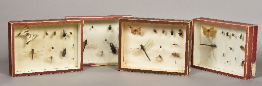 Four small glazed cases Each containing various insect specimens. Each 26 cm wide.