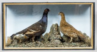 An early 20th century taxidermy specimen of a Black Grouse cock and hen (Lyrurus tetrix) In a