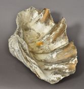A large clam shell 54.5 cm wide.