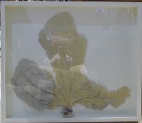 A coral specimen mounted in a box frame