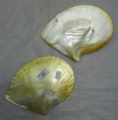 A large pair of oyster shells - WITHDRAWN