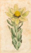 After SYDENHAM EDWARDS (1768-1819) British Botanical Studies Four hand coloured engravings