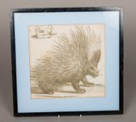 Late 18th century Study of a Porcupine and a Wild Boar Skull Engraving 26 x 26 cm,