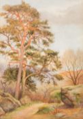 HARRIS OXTON (1886-1930) British The Scotch Pine Watercolour Signed 25.5 x 36.