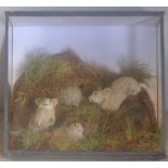 A Roland Ward taxidermy case enclosing a family of rodents In naturalistic setting,