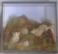 A Roland Ward taxidermy case enclosing a family of rodents In naturalistic setting,