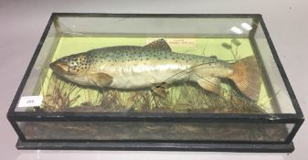 A taxidermy specimen of a trout,