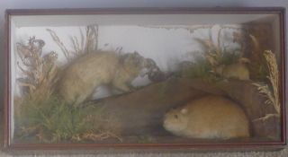 A late 19th/early 20th century taxidermy case containing a family of rats In naturalistic setting.