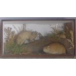 A late 19th/early 20th century taxidermy case containing a family of rats In naturalistic setting.