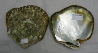 A pair of oyster shells