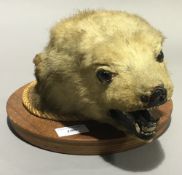 A taxidermy specimen of a preserved polar bear club mask