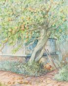 JOAN FRANCIS (born 1912) British The Old Apple Tree Watercolour, signed, framed and glazed. 19.