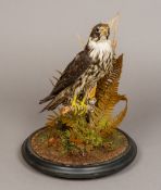 A Victorian taxidermy specimen of a hobby (Falco subbuteo) Set in a naturalistic setting,