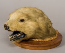 A preserved and mounted taxidermy specimen polar bear cub mask (Ursus maritimus) Naturalistically