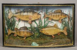 A Victorian bow front glazed case of four preserved and mounted taxidermy specimens of fish Three