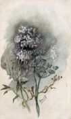 ISABELLE FORREST (19th/20th century) British Anais in Flower and Seed Watercolour,