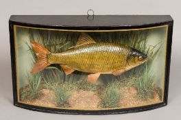 A taxidermy specimen of a preserved roach (Rutilus rutilus) In a glazed bow fronted case,