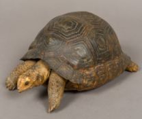 A stuffed preserved taxidermy specimen of a tortoise (Testudinidae) Naturalistically modelled.