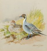 ROLAND GREEN (1896-1972) British (AR) Pintails Watercolour, signed, framed and glazed. 20 x 21.