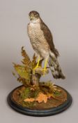 A Victorian taxidermy specimen of a sparrowhawk (Accipiter nisus) Set in a naturalistic setting