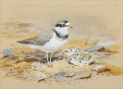 ROLAND GREEN (1896-1972) British (AR) Little Plover with Chicks Watercolour, signed,