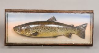 A taxidermy specimen of a preserved brown trout (Salmo trutta) In a glazed case,