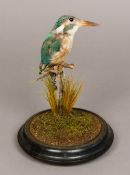 A taxidermy specimen of a kingfisher (Alcedo atthis) Under a glass dome. 30 cm high; 18 cm wide.