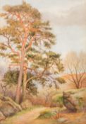 HARRIS OXTON (1886-1930) British The Scotch Pine Watercolour, signed, framed and glazed. 25.5 x 36.