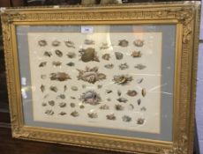 A Victorian framed print of shells