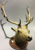 A taxidermy deer's head on shield