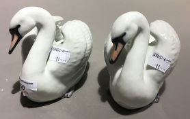 A pair of Copenhagen swans