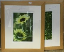 Two signed floral photographs,