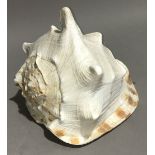 A large conch shell