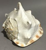 A large conch shell