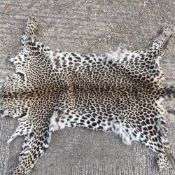 An early 20th century leopard skin rug
