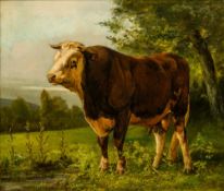 ENGLISH SCHOOL (19th/20th century) Portrait of a Bull Oil on canvas, framed. 59.5 x 50.5 cm.
